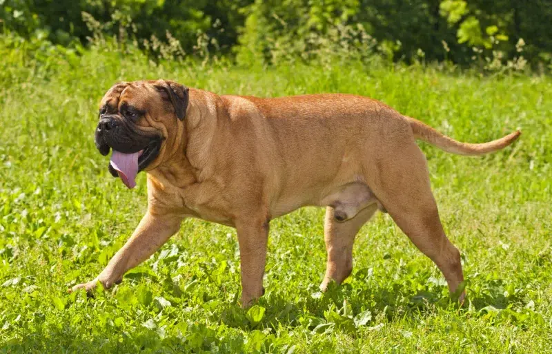 male bullmastiff walking on grass outdoors