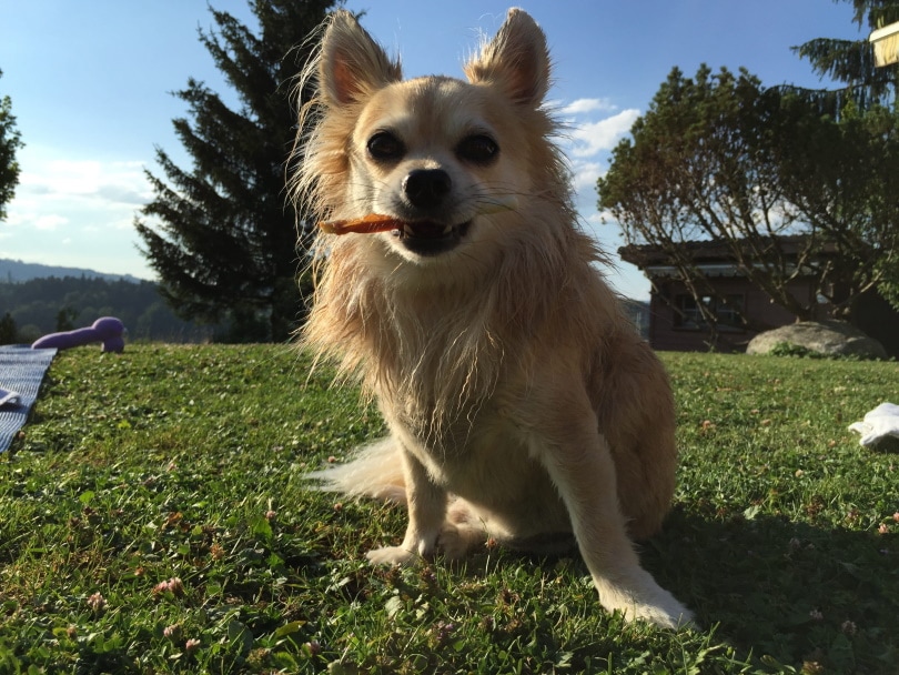 male chihuahua sitting