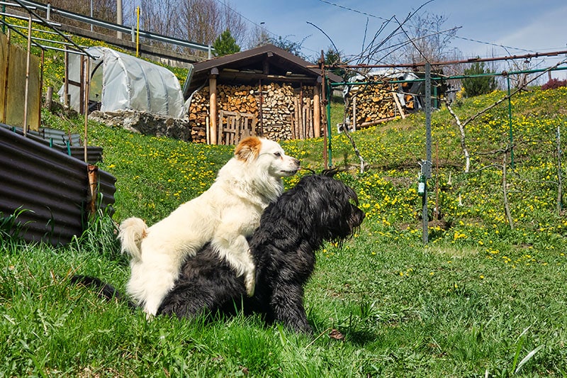 male dog mounts another male dog in the yard