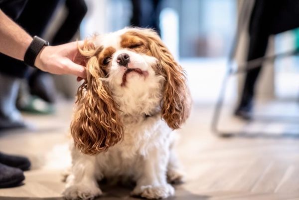 male hand scratching cavalier king charles spaniel dog