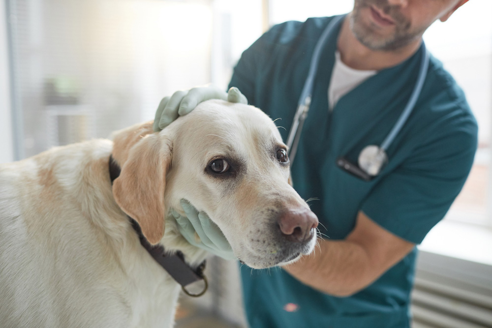 male veterinarian checking up dog in vet clinic