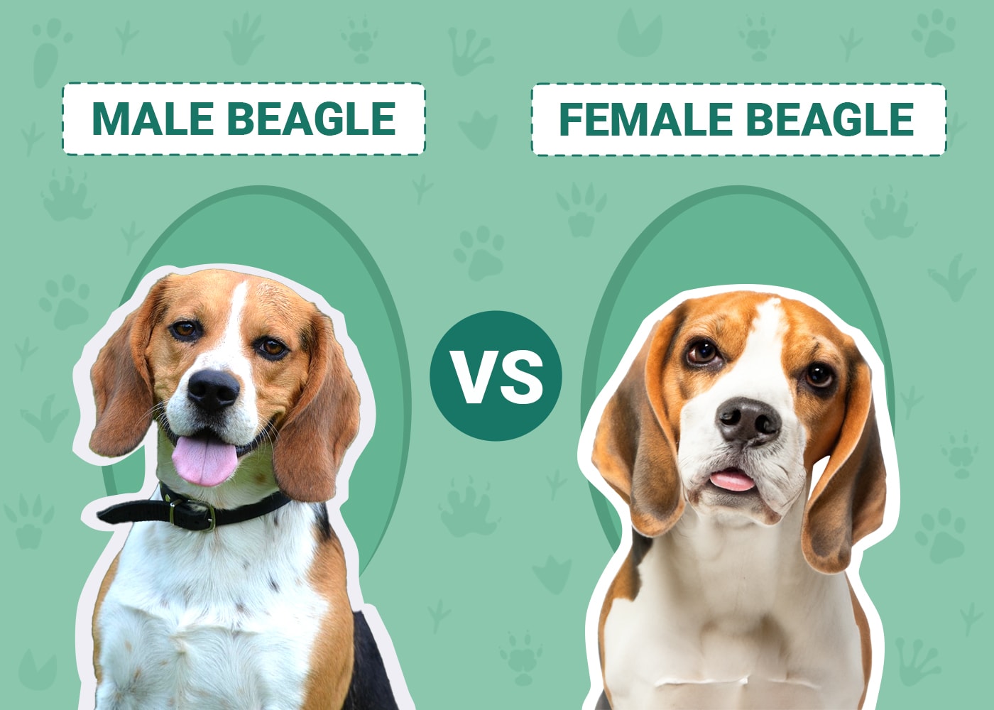 Male vs Female Beagles