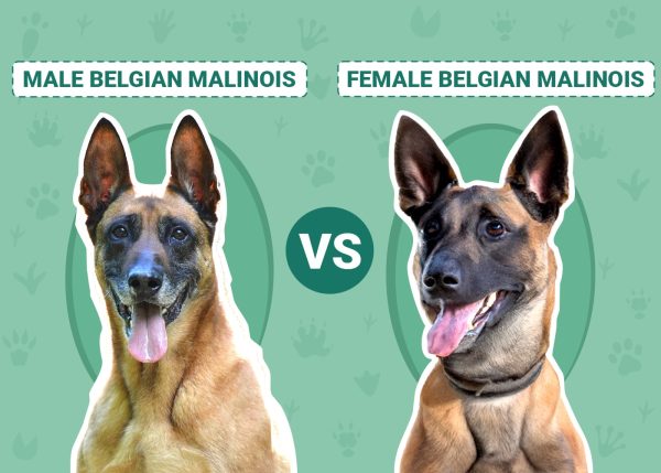 Male vs Female Belgian Malinois