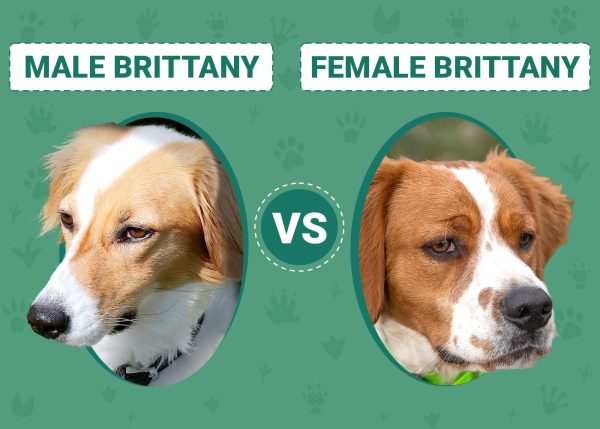 Male vs Female Brittanys