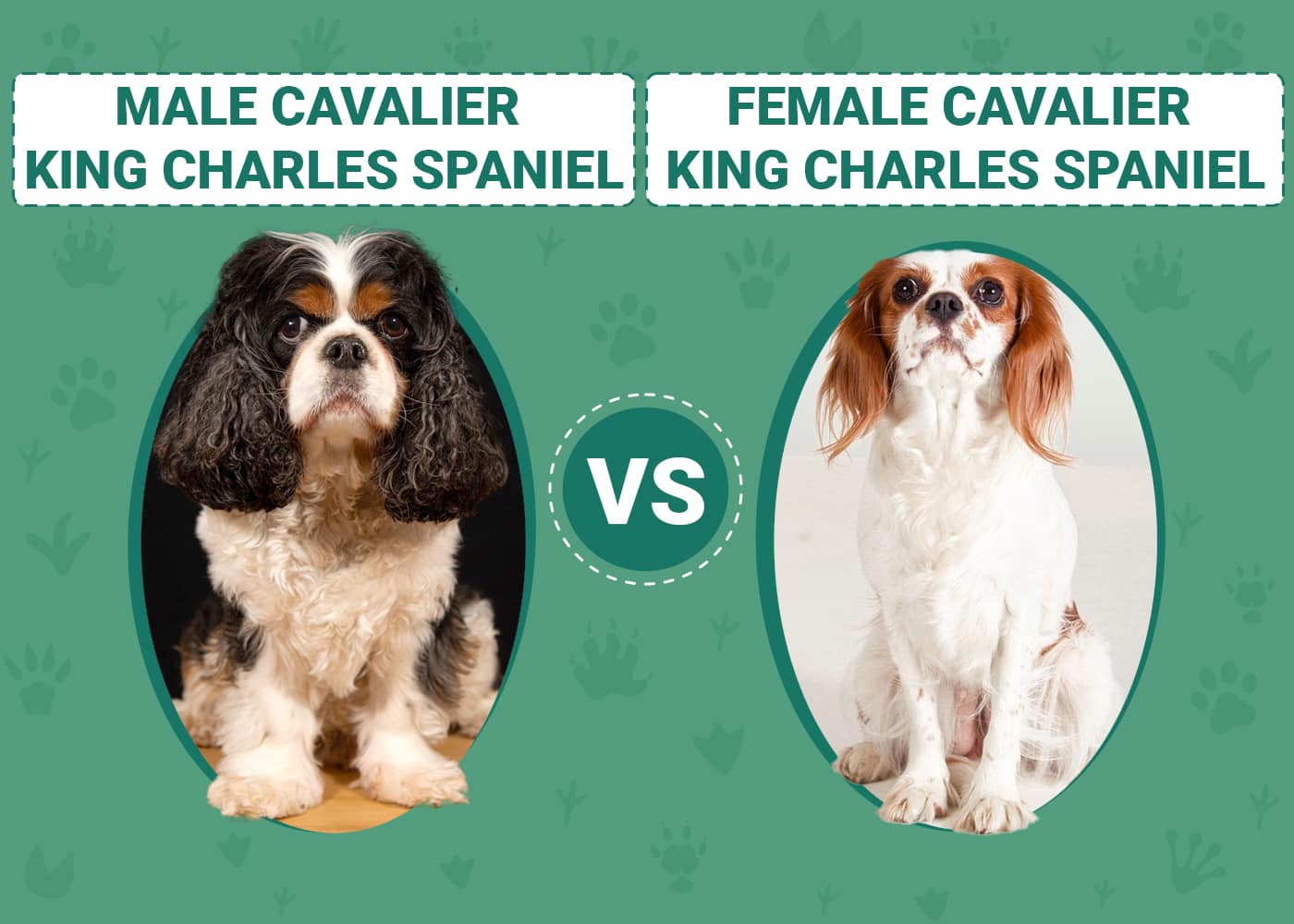 Puppy Animal Can You Spay A Dog In Season Cavalier King Charles