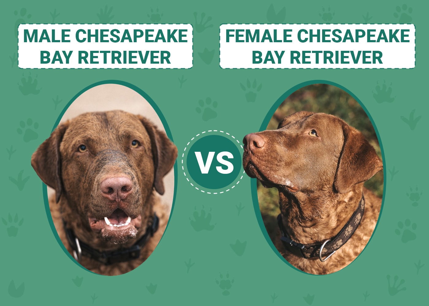 Male vs Female Chesapeake Bay Retrievers