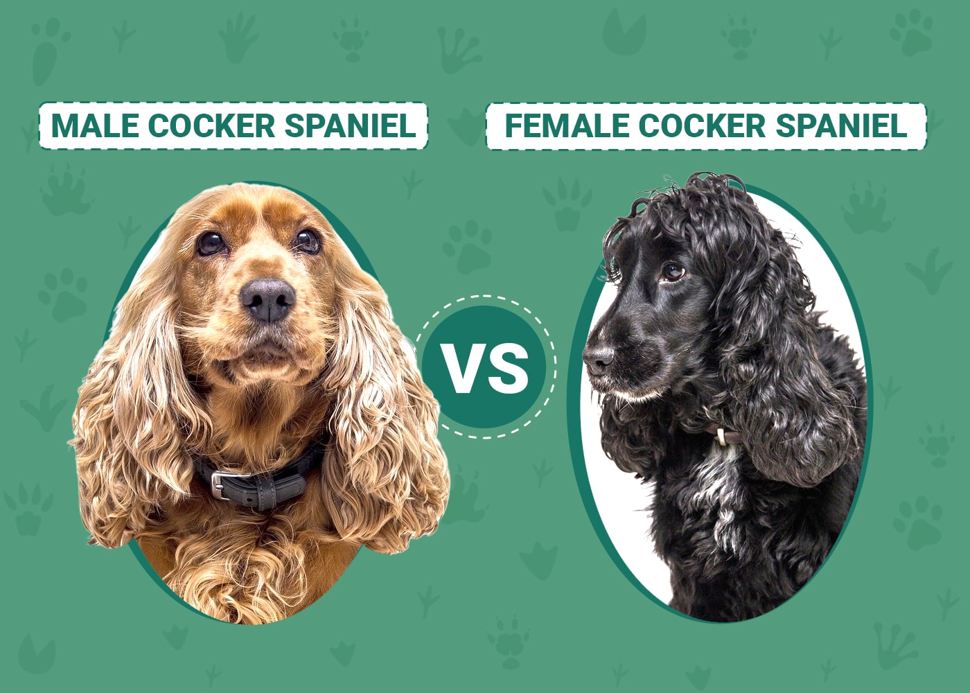 Male vs Female Cocker Spaniels