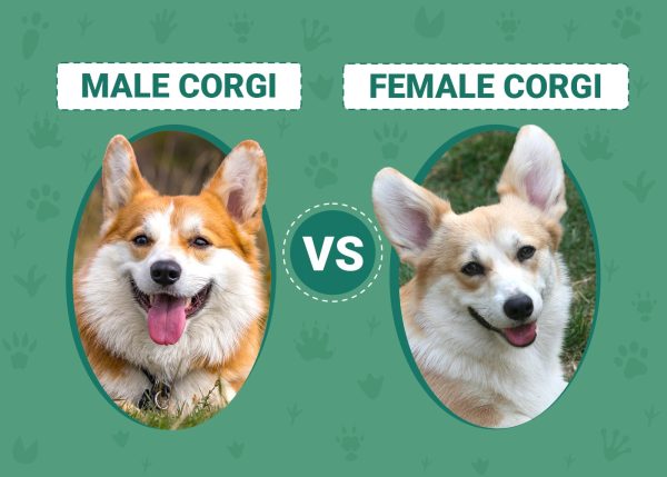 Male vs Female Corgis