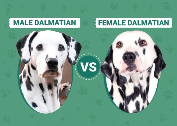 Male vs Female Dalmatians