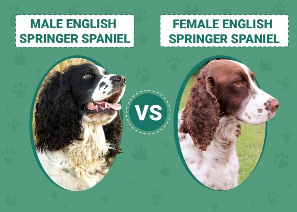 Male vs Female English Springer Spaniel