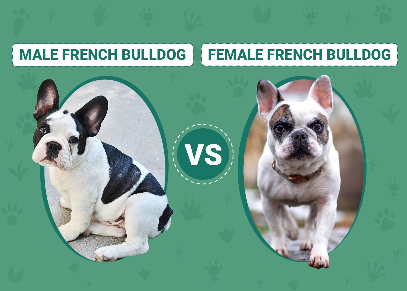 Male vs Female French Bulldog The Key Differences (With Pictures