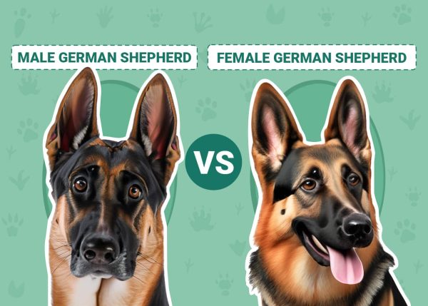Male vs female German Shepherd