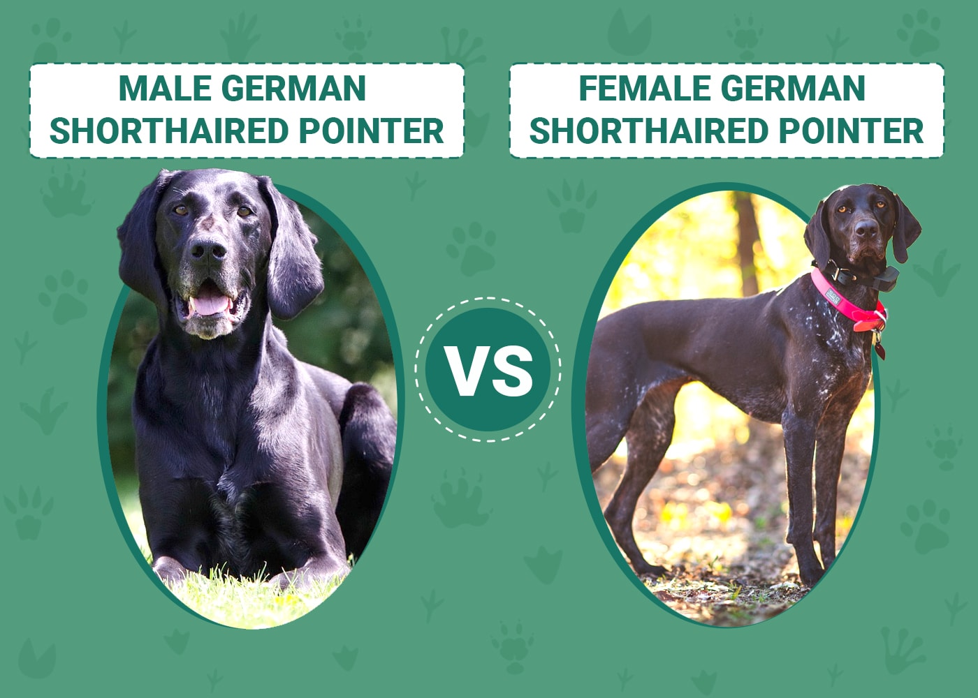 Male vs Female German Shorthaired Pointers
