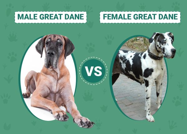 Male vs Female Great Danes