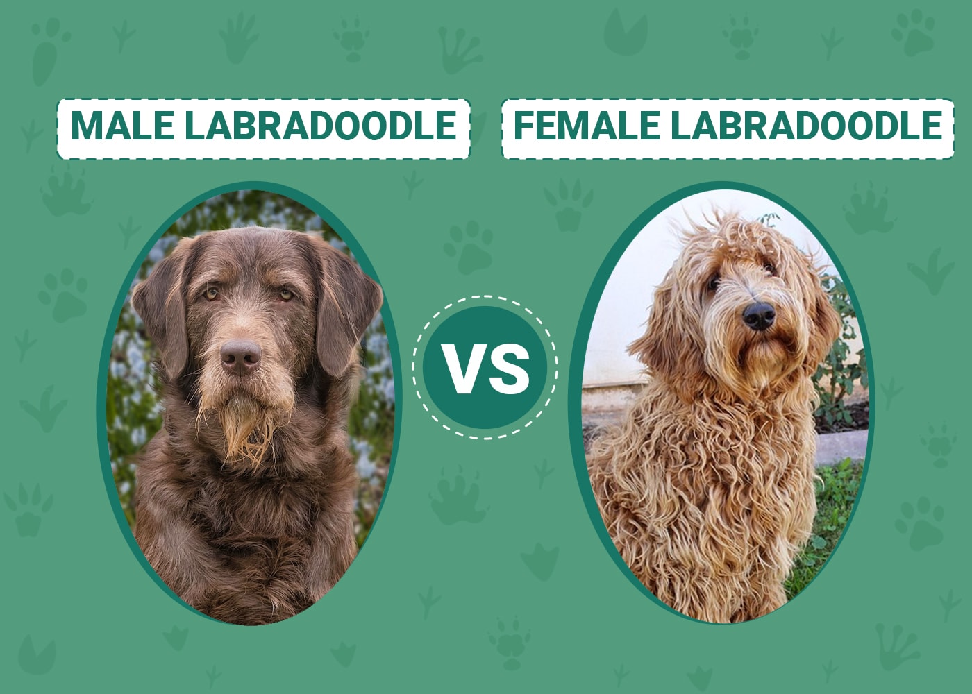 Male vs. Female Labradoodle