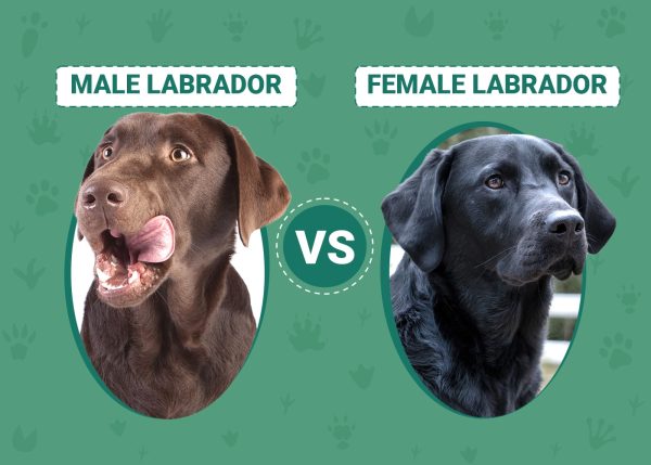 Male vs Female Labrador