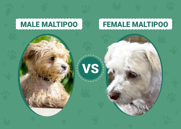 Male vs Female Maltipoo