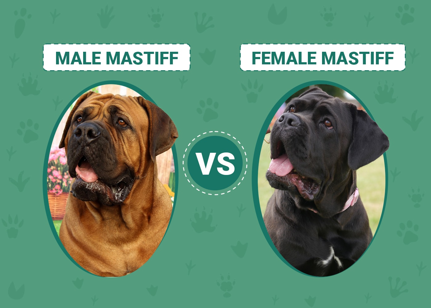 Male vs Female Mastiff