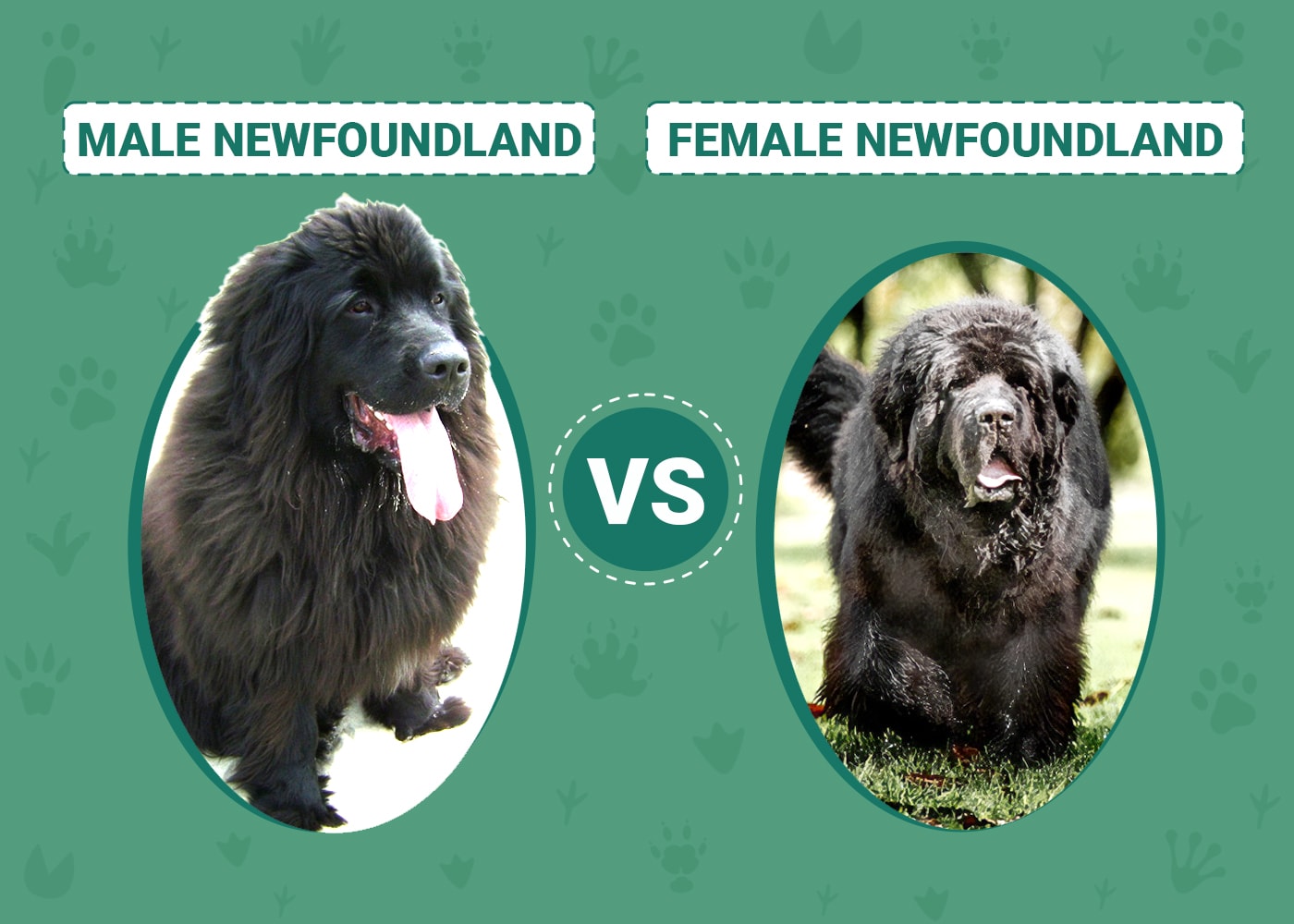 Male vs Female Newfoundlands
