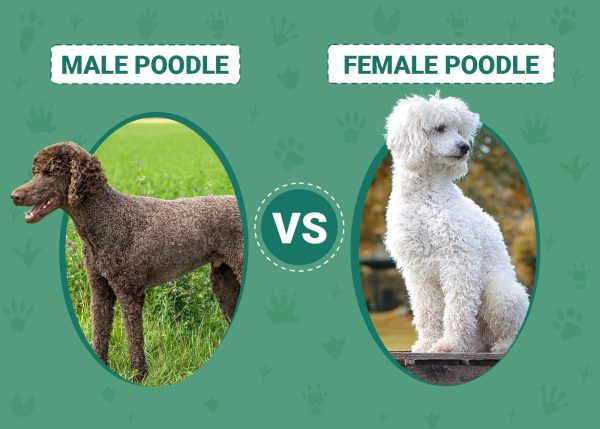 Male vs Female Poodle