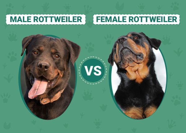 Male vs Female Rottweilers