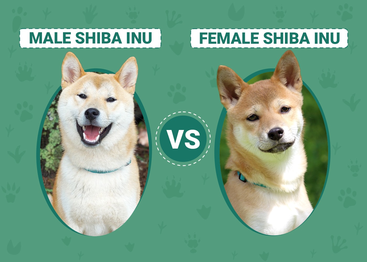 Male vs. Female Shiba Inu