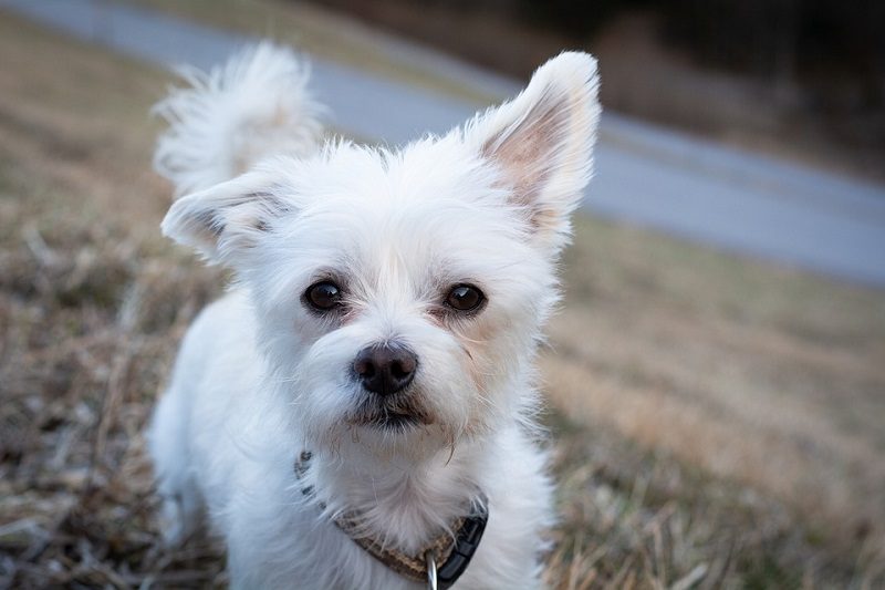 maltese