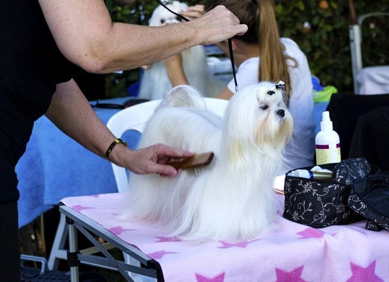 maltese-Show-Cut