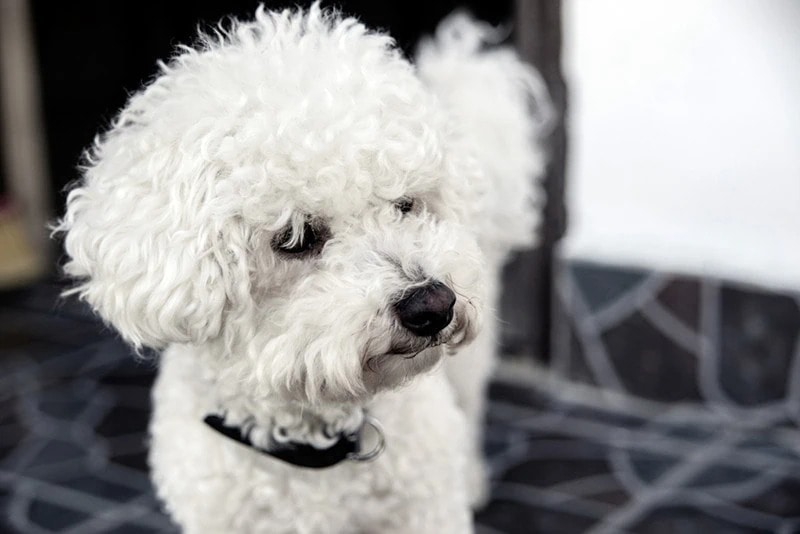 maltese curly hair
