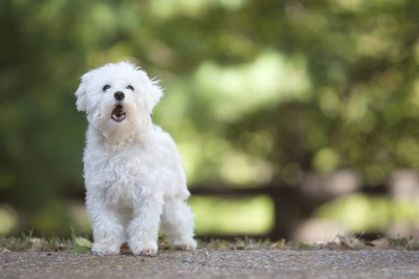 maltese dog barking outdoors