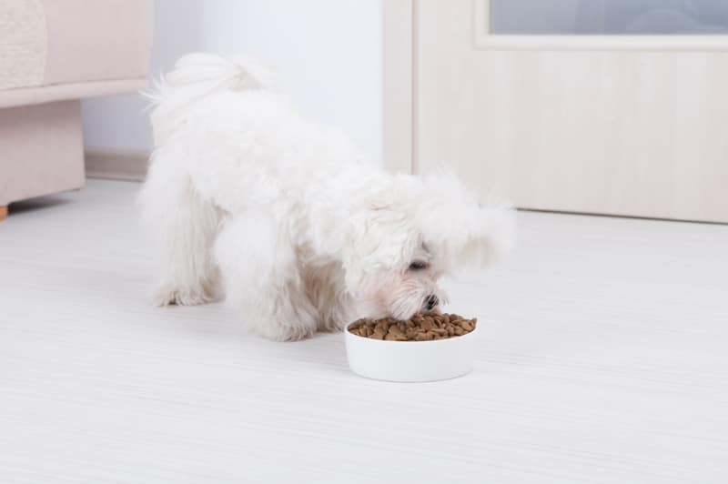 maltese dog eating food from bowl at home