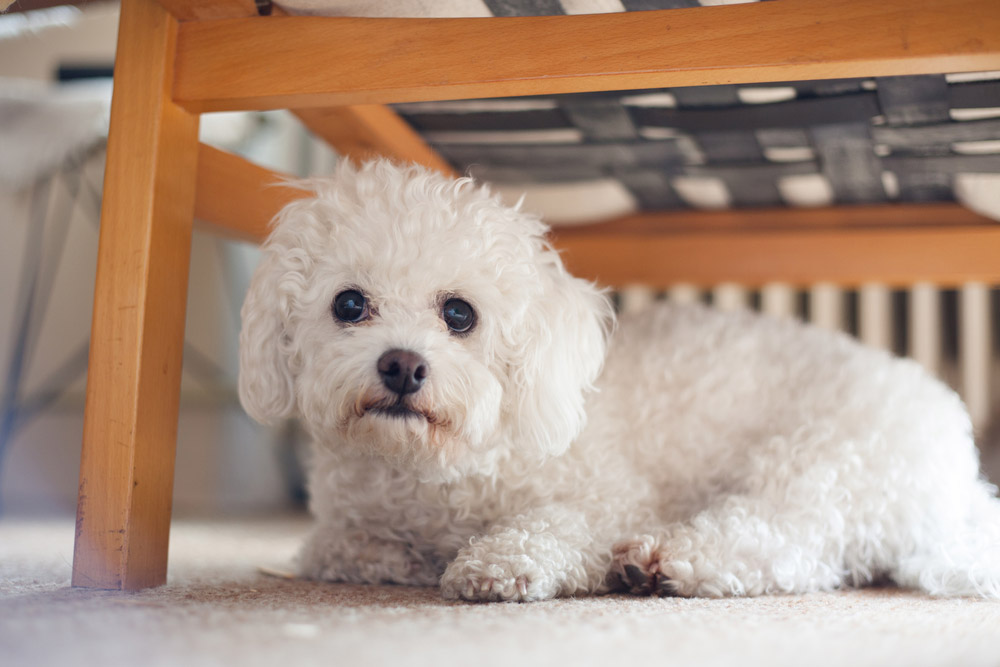 maltese dog hiding under the sofa