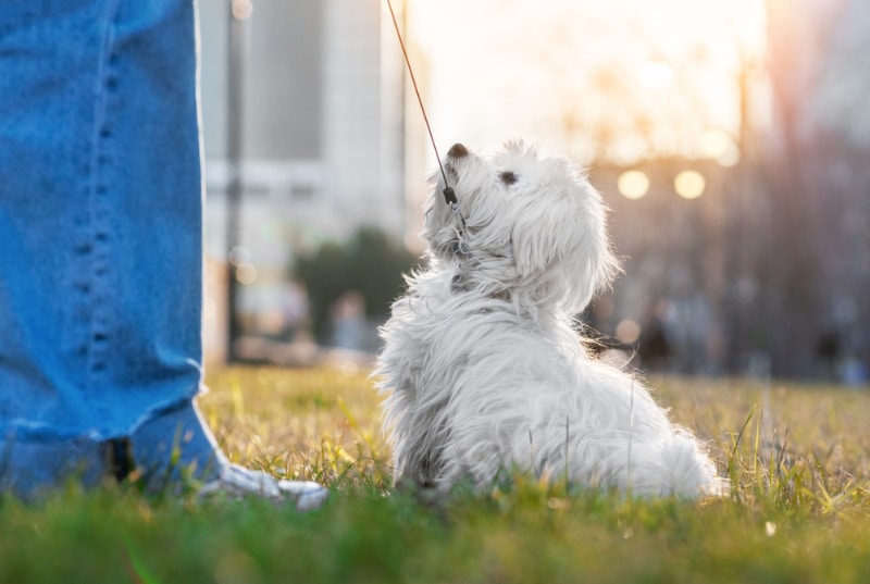 maltese dog in obedience training outdoor