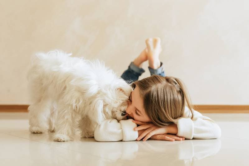 maltese dog licking the little girl
