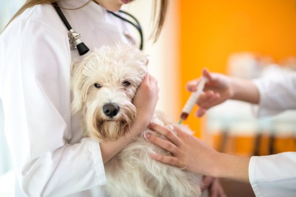 maltese dog receiving an injection