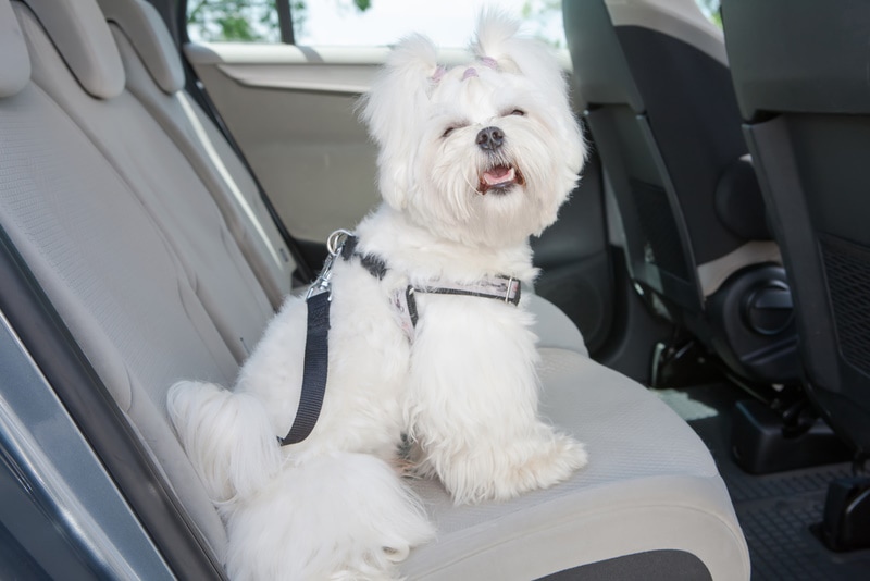maltese dog riding in the car