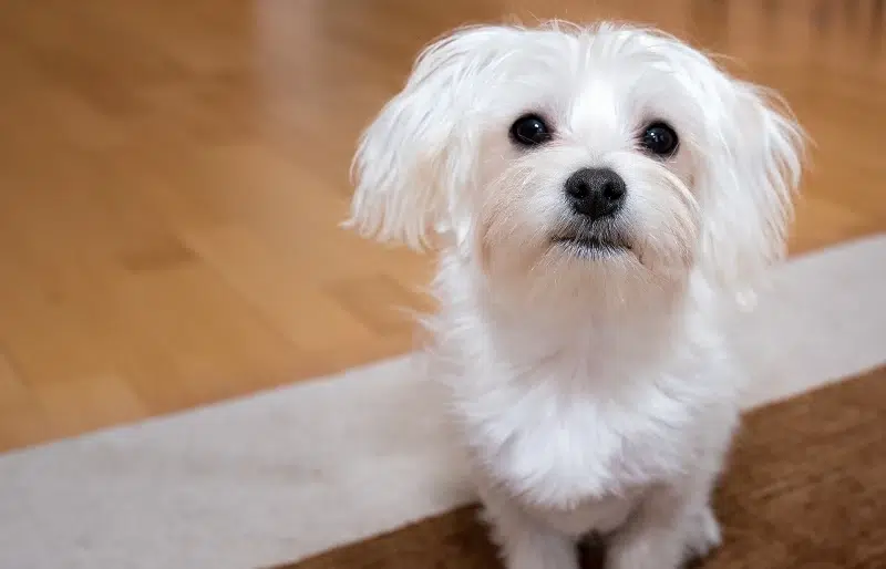 maltese dog sitting on the floor and looking up