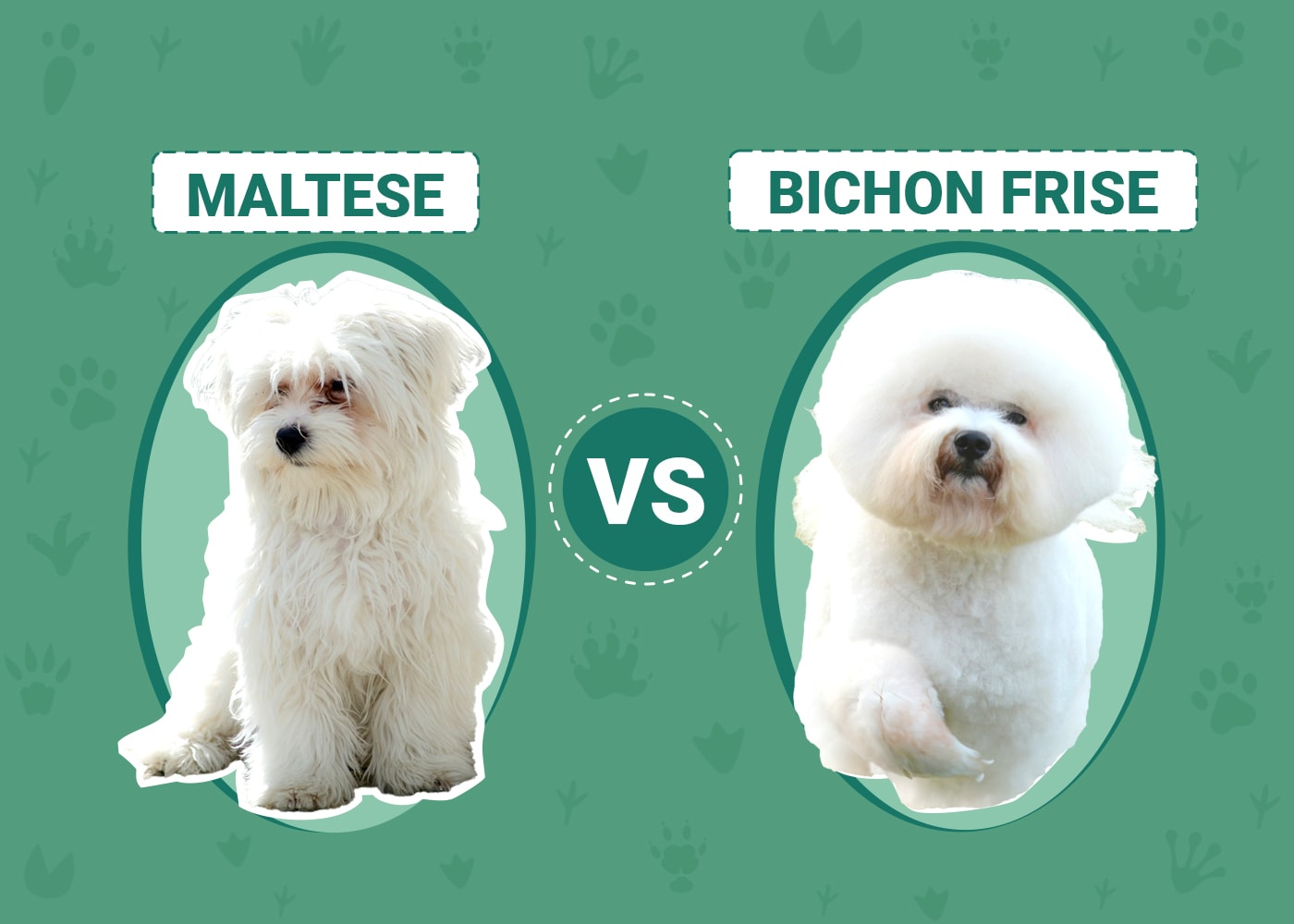 Maltese vs. Bichon Frise Notable Differences (With Pictures) Dogster