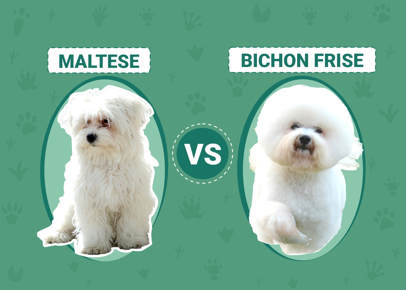 Maltese vs. Bichon Frise