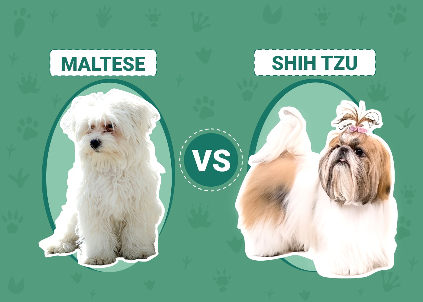 Maltese vs. Shih Tzu