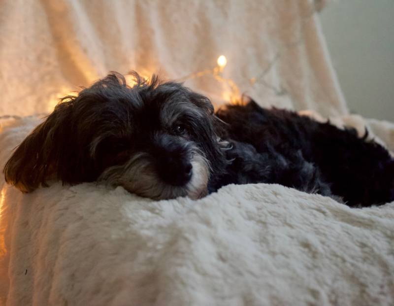 maltipoo dog lying on the couch