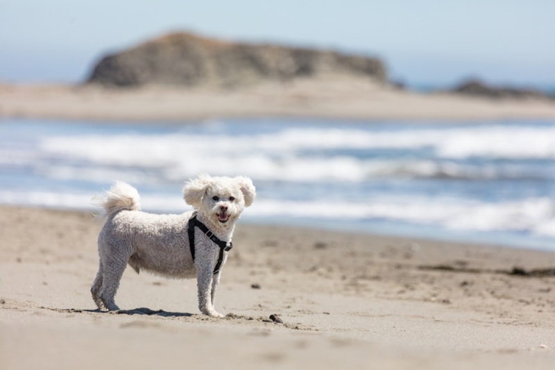 maltipoo in the beach