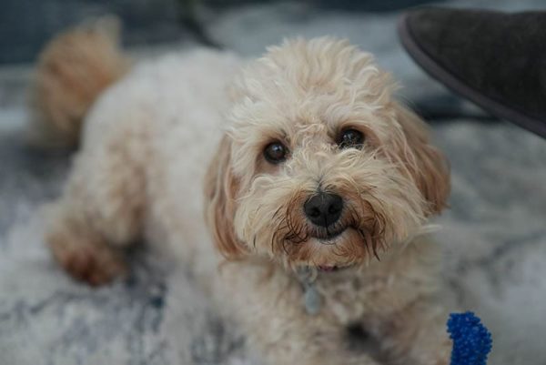 maltipoo looking at camera