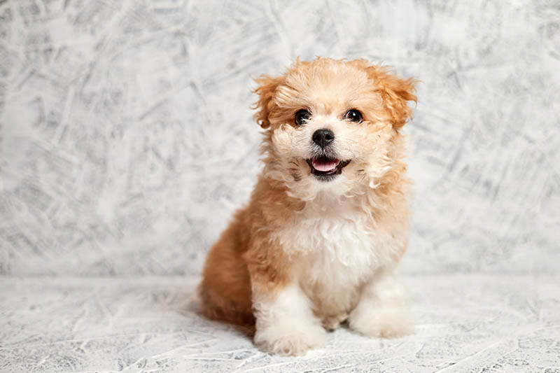 maltipoo puppy