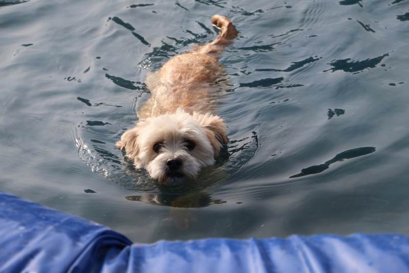 maltipoo swimming