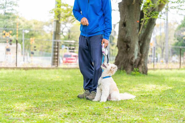 maltipoo training with owner