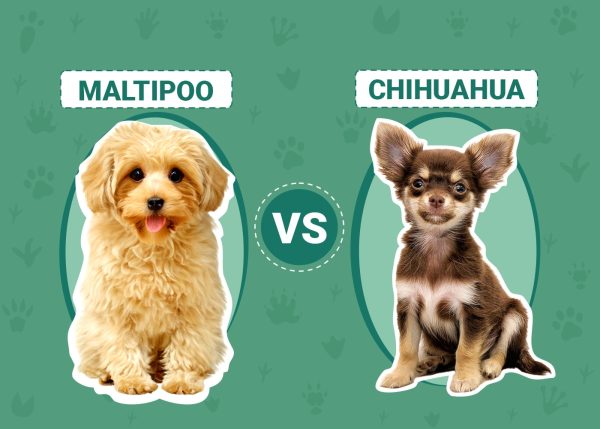 Maltipoo vs Chihuahua