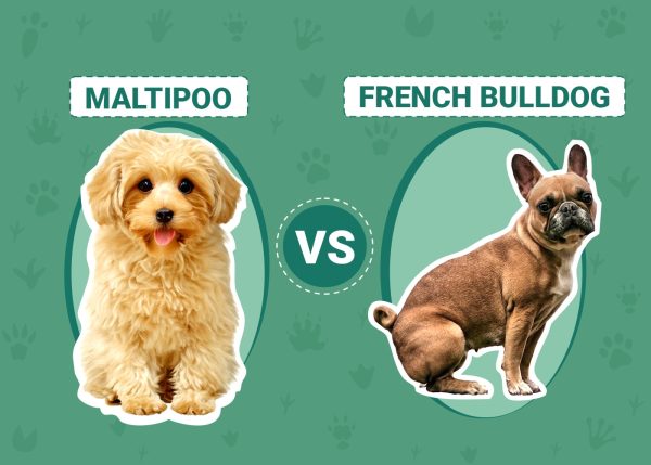 Maltipoo vs French Bulldog