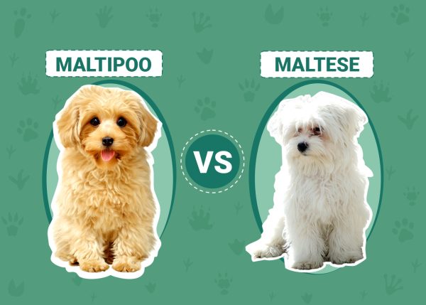 Maltipoo vs Maltese