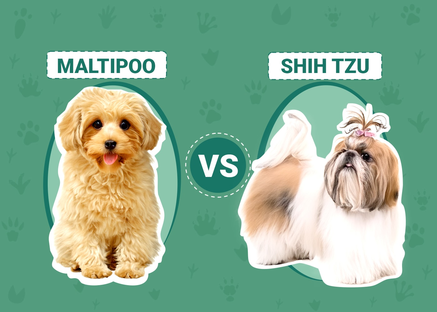Maltipoo vs Shih Tzu